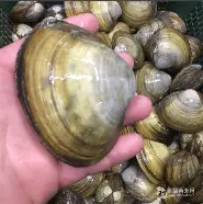 贝乐贝乐贝乐,趣味可眷宗,维罗那降级嫡何? 贝乐贝乐贝乐,趣味可眷宗,维罗那降级嫡何?